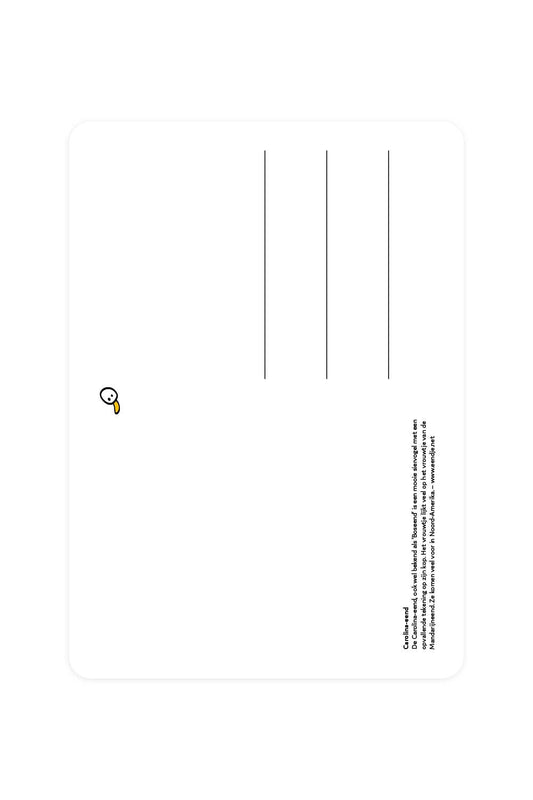 Carolina Duck Postcard