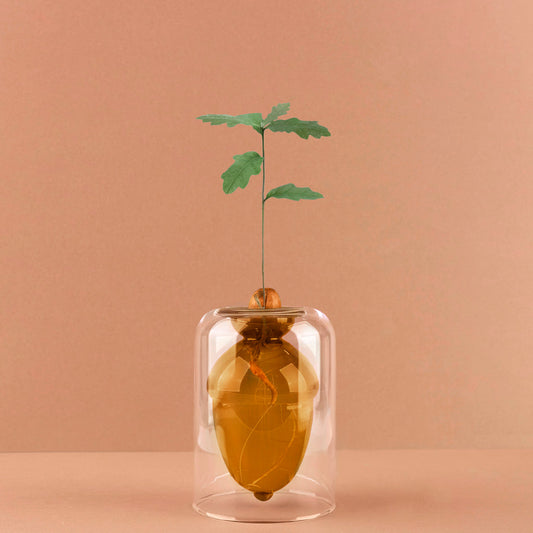 Acorn Vase Seed Grower