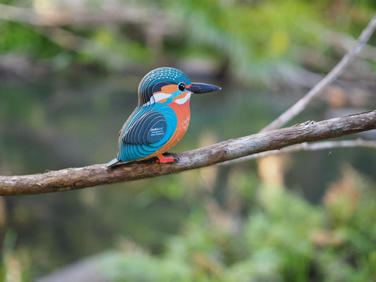 EUGY 3D - Kingfisher