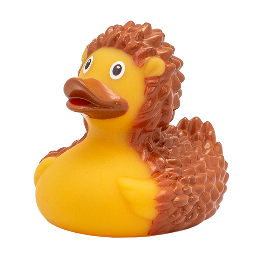 Hedgehog duck