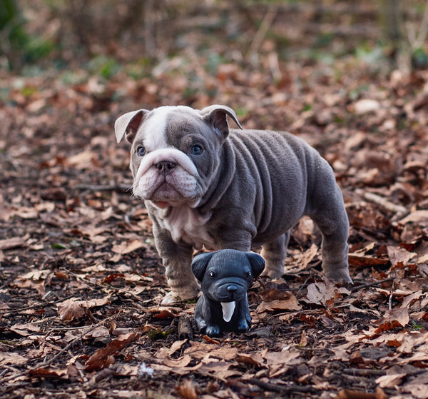 Puppy Parade Bouledogue Français