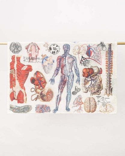 Torchon D'anatomie – produit scientifique Cognitive Surplus EU, vue 2