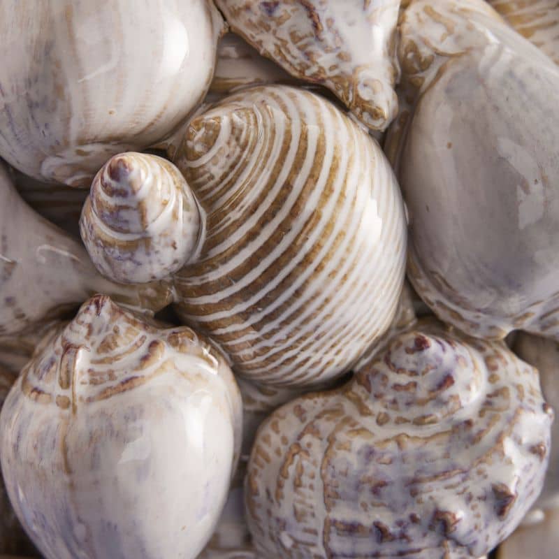 Vase Coquillages, Grès Naturel M