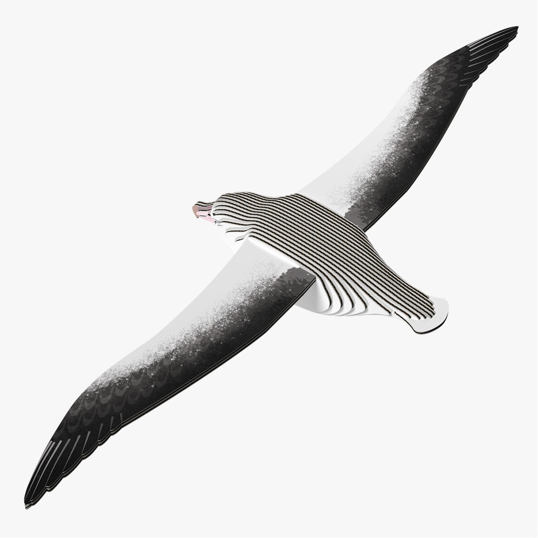 097 Royal Albatross