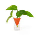 Vase Hydroponique Cône Orange