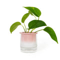 Vase Hydroponique Dalia Rose Helio Ferretti