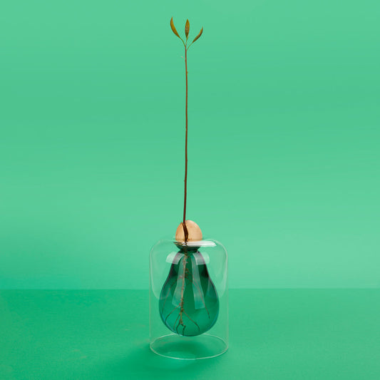 Avocado Vase Seed Grower