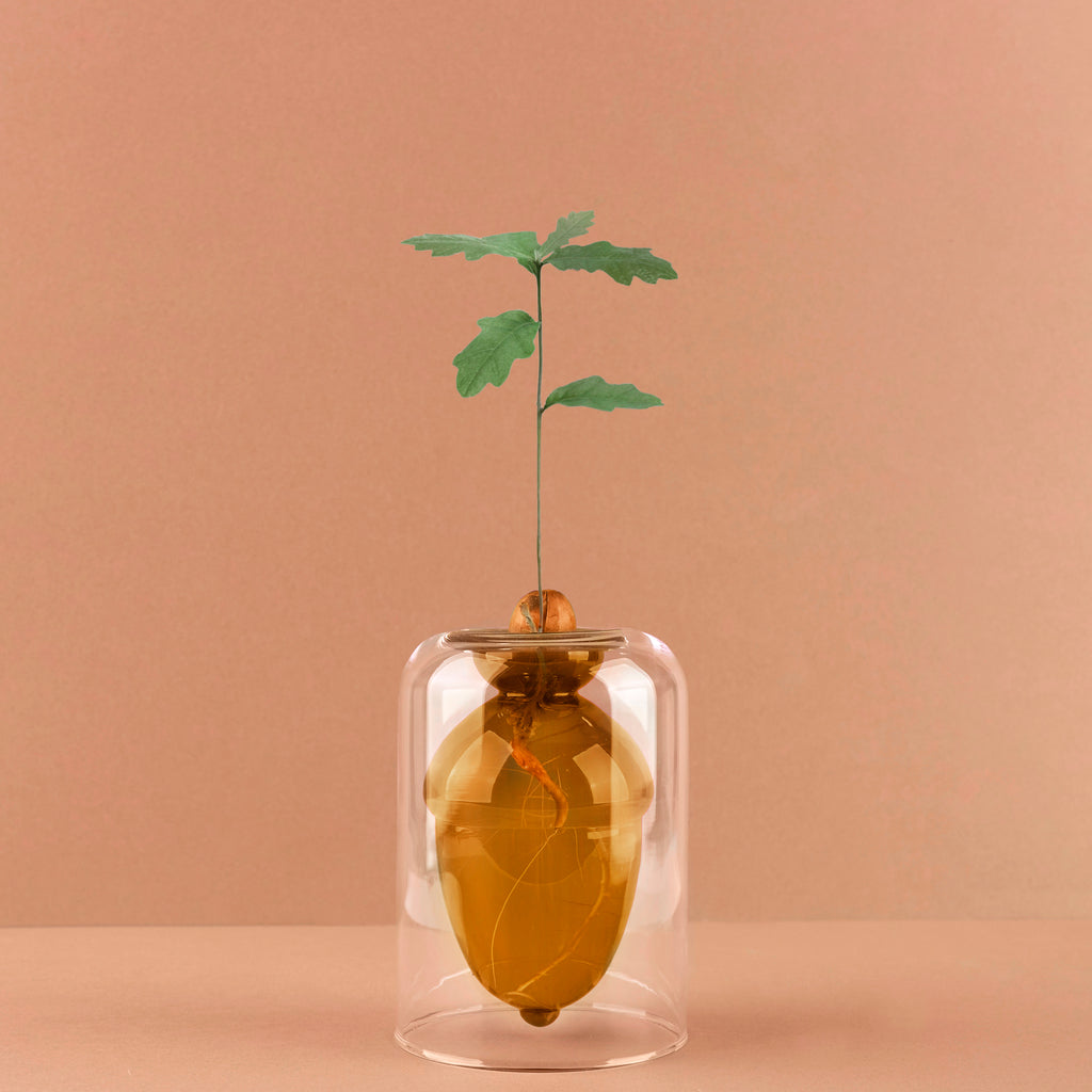 Acorn Vase Seedling Kit