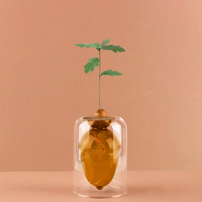 Acorn Vase Seedling Kit