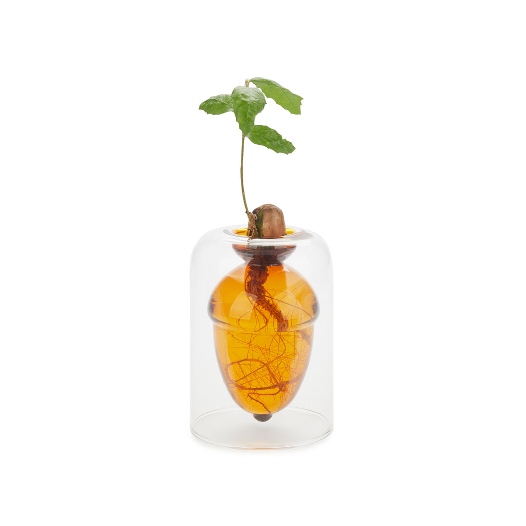 Acorn Vase Seedling Kit