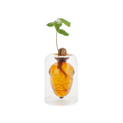 Acorn Vase Seedling Kit