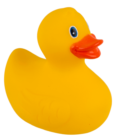 Canard Jaune de Bain – vue 7