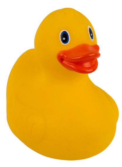 Canard Jaune de Bain – vue 10