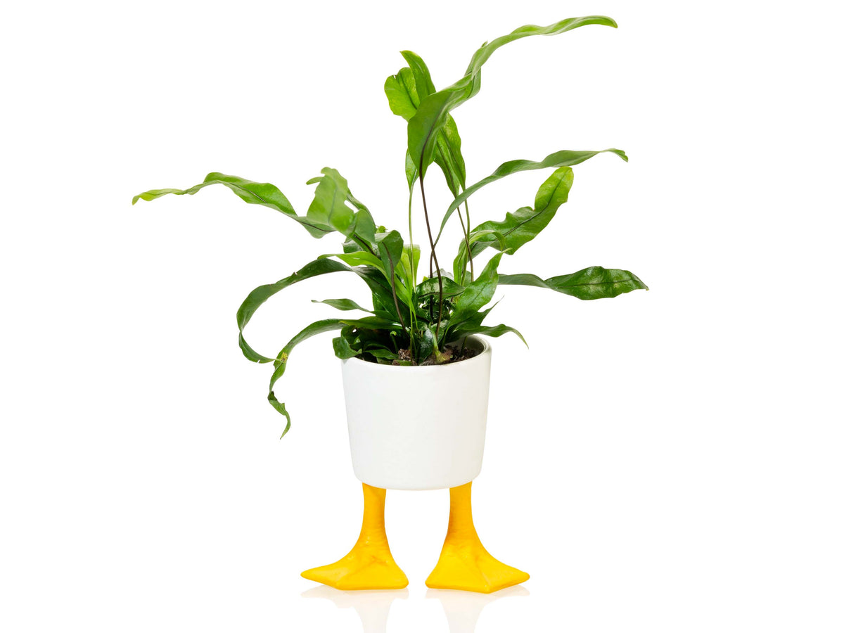 Pot de Fleur Pattes de Canard – Petit