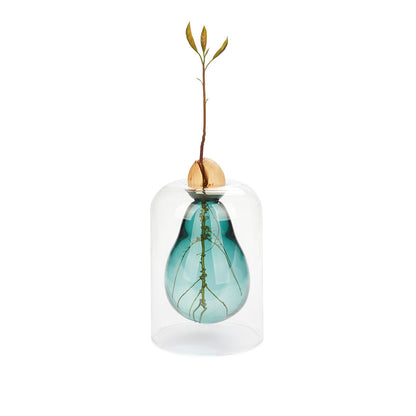 Avocado Vase Seed Grower