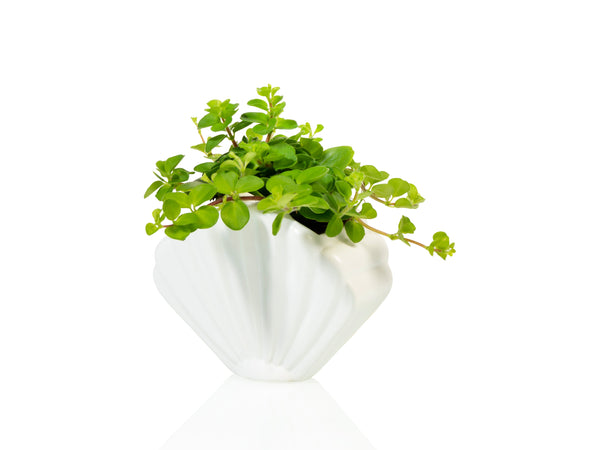 Pot de Fleur Coquillage Blanc – Petit