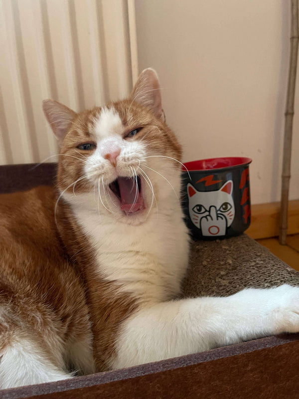 Gelukskatmok "Fuck you Neko"