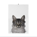 Mozart de Kat Vaatdoek