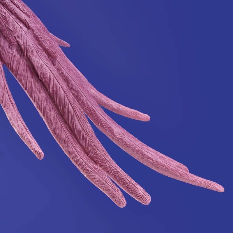 Plafonnier Perroquet rose