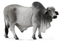Figure Taureau Brahmane - (L)