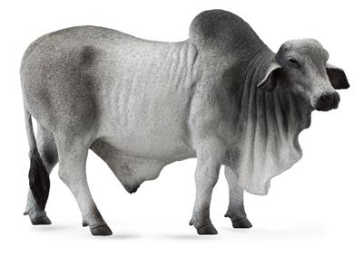Brahmin Bull - (L)