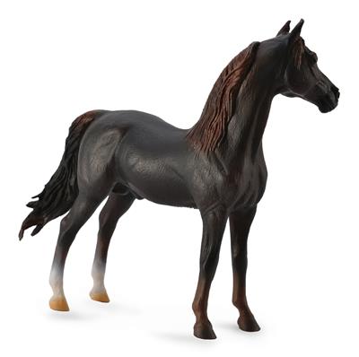 Morgan, Bruine Hengst - (XL)