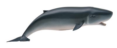 Pygmy Sperm Whale - (M)