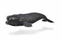 Figuur Baleine Franche - (XL)