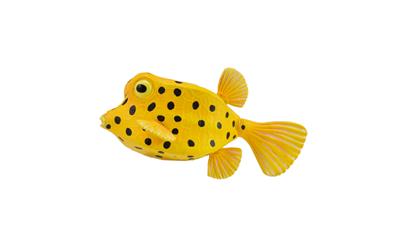 Kofferfisch