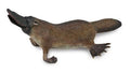 Figuur Vogelbekdier - (M)