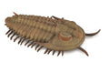 Figure Trilobite Redlichia Rex - (L)
