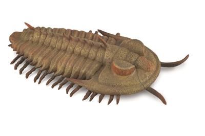 Figurine Trilobite Redlichia Rex - (L)