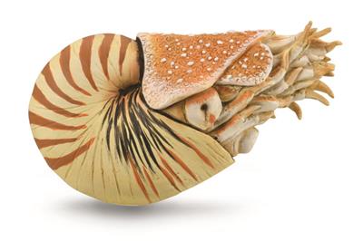 Collecta Préhistoire (XL): NAUTILUS POMPILIUS 10x6.5cm