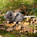 Peluche Animigos Rat Couineur
