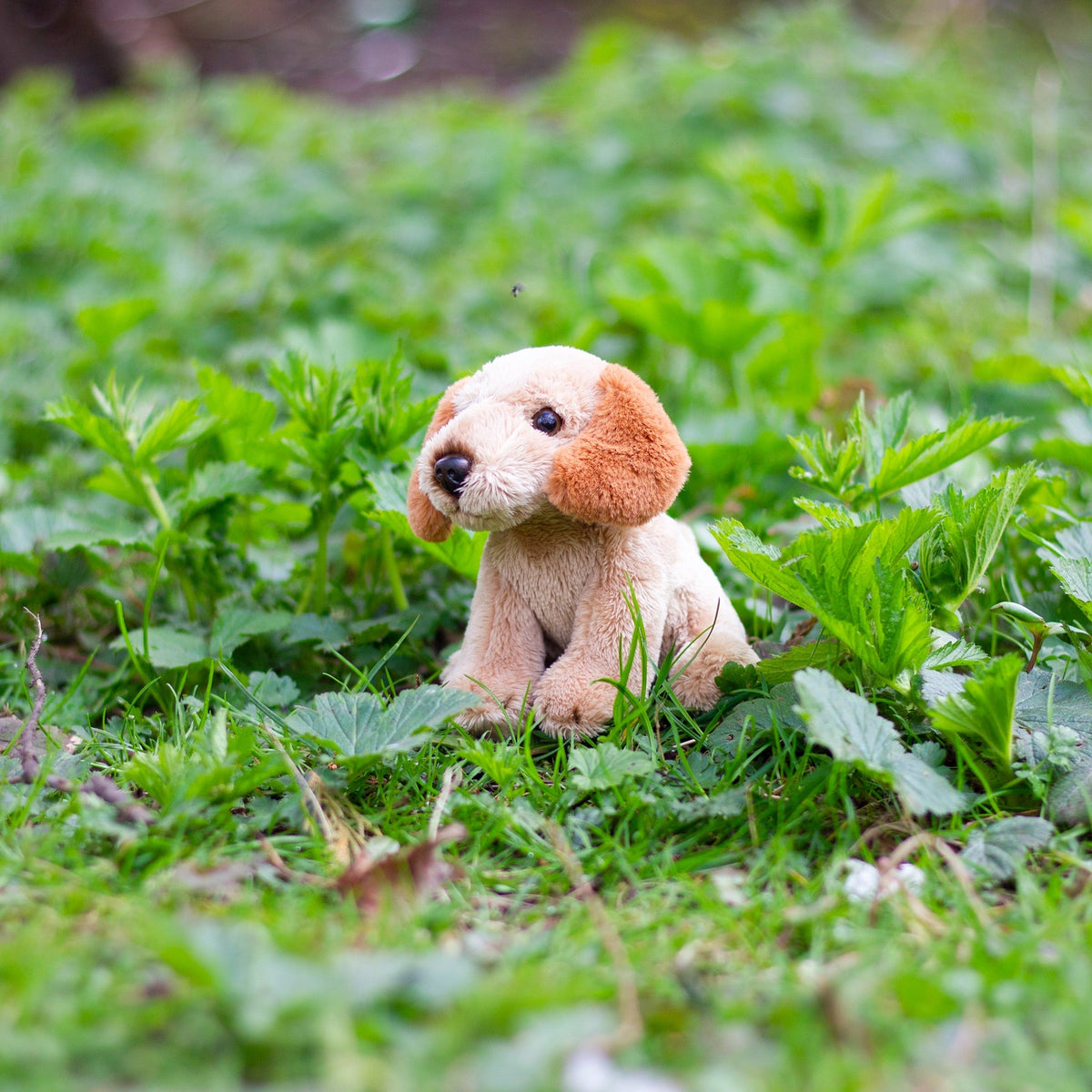 Cockapoo