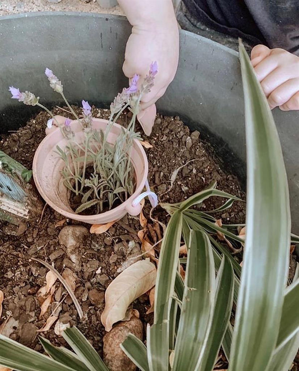 Zaailingpot Schep Oude Roos