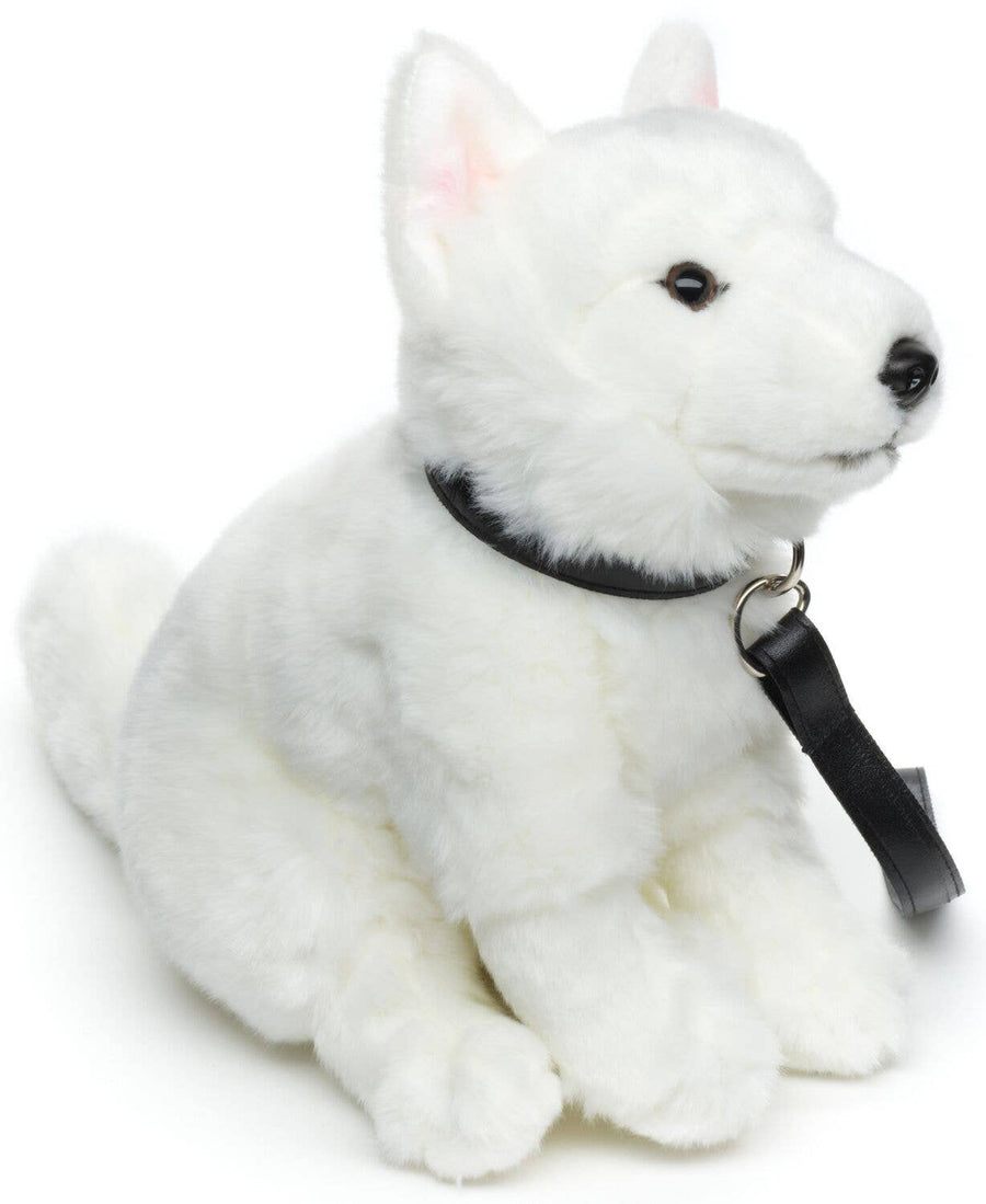 Berger blanc suisse