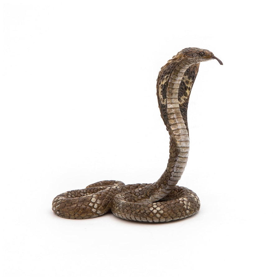 Cobra royal