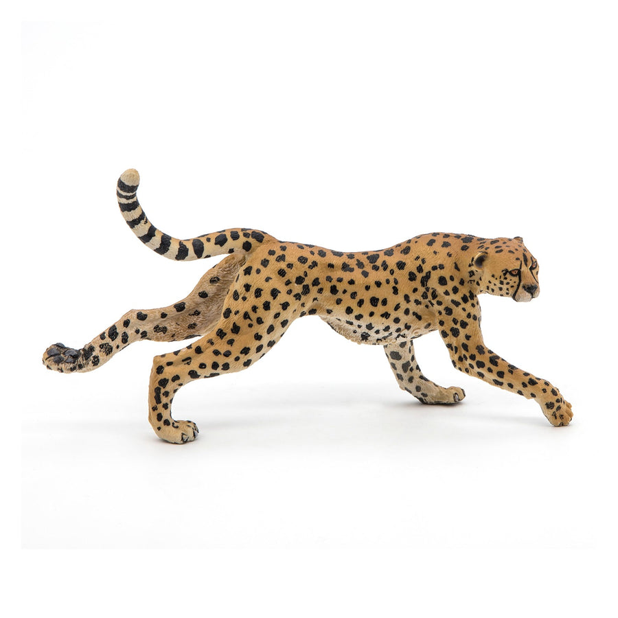 Guépard