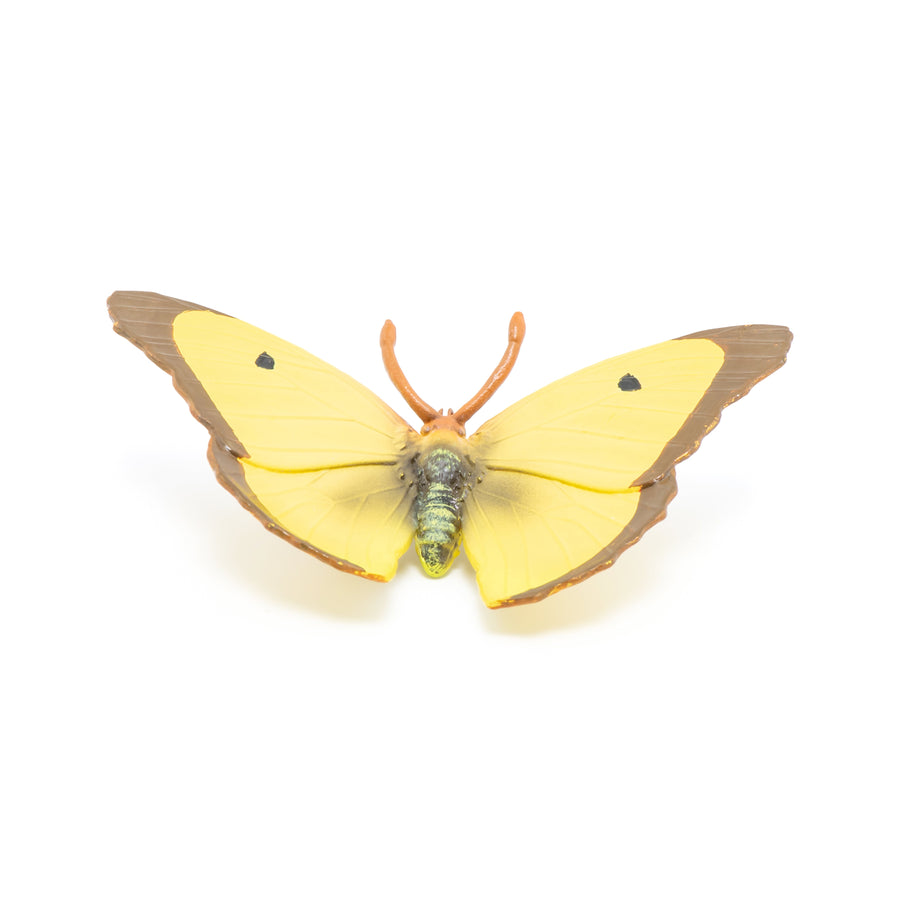 Clouded Yellow