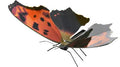 Papillon Eastern Comma