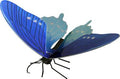 Papillon Pipevine Swallowtail