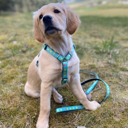 Laisse Multifonction - Canards