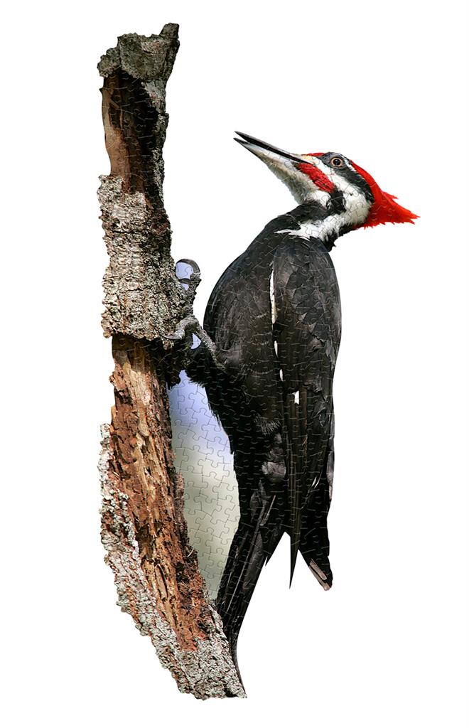 Woodpecker Puzzle