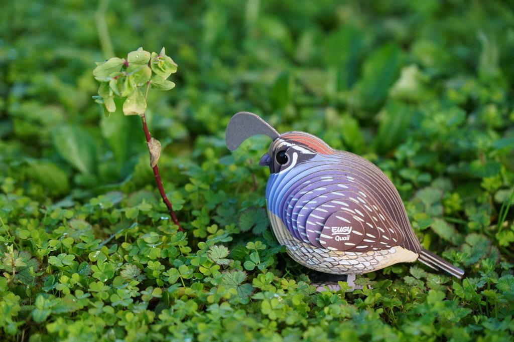 EUGY 3D - Quail