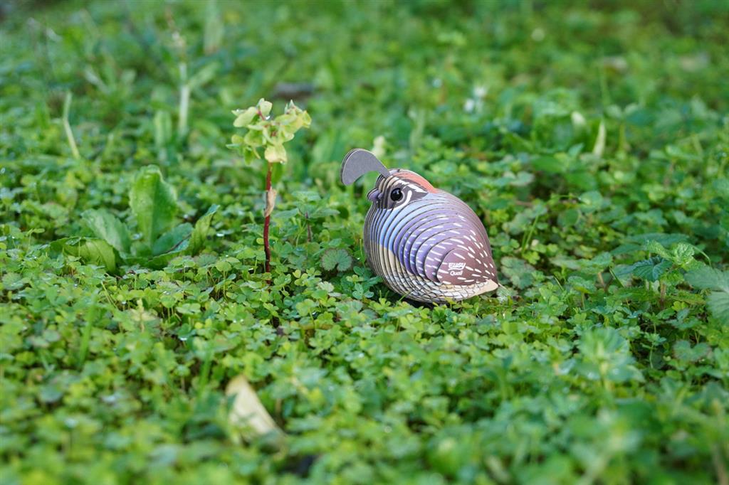 EUGY 3D - Quail
