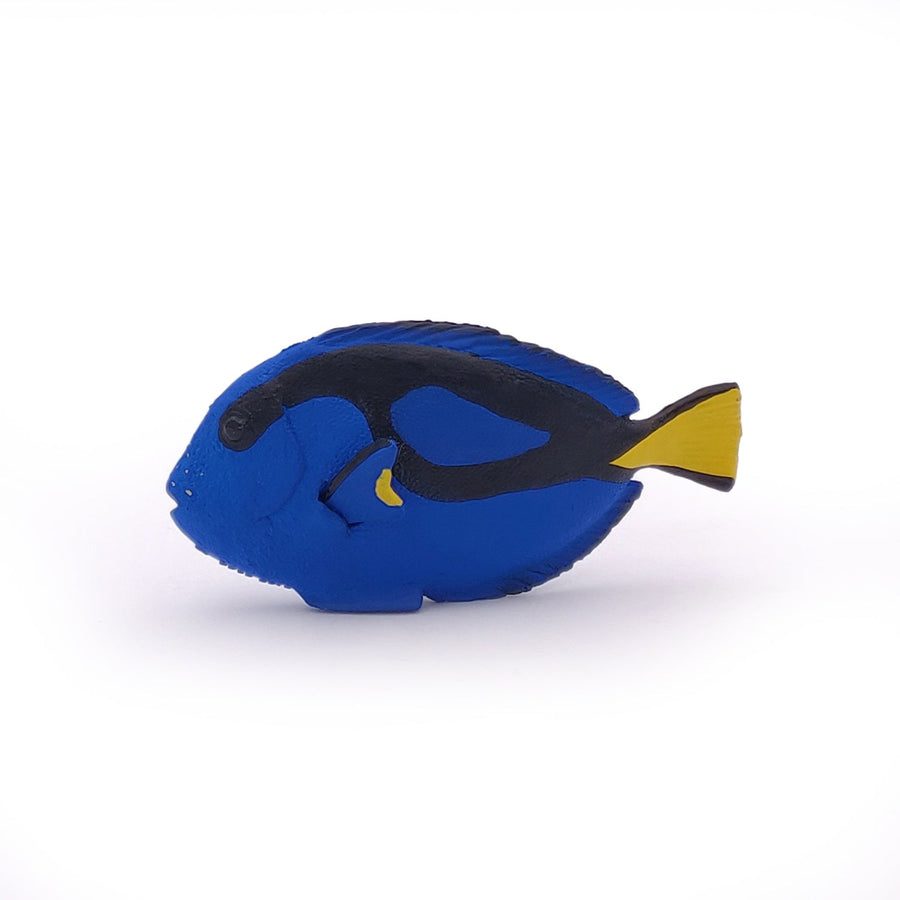 Surgeonfish