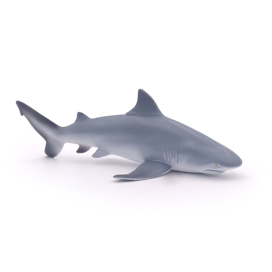Requin bouledogue