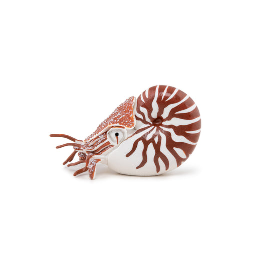 Figurine Nautile