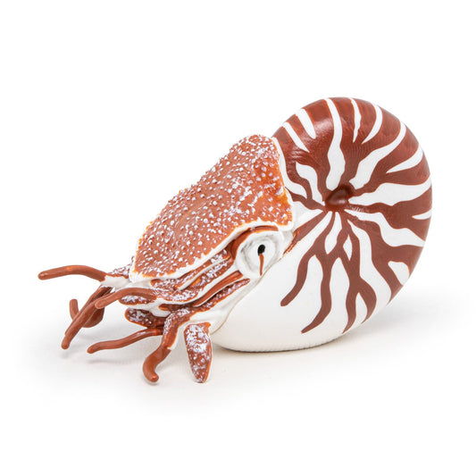 Figurine Nautile